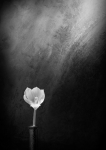 2021 - National 1 - IP Monochrome